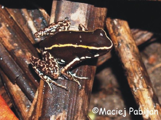 Phyllobates lugubris Bild01